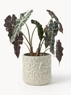 Olla mediana Swoon - Mole